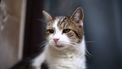 Larry the Downing Street cat is a little s***, says Scottish secretary