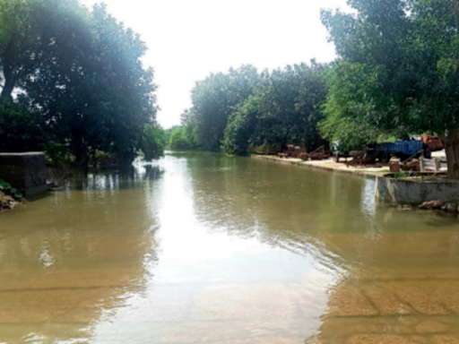 Haryana polls: Waterlogged crops, roads bring misery in Manu Bhaker’s village - Times of India