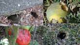 Gardening: Coexisting with critters takes ingenuity to make plant buffet less appetizing