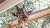 Brevard Zoo iconic giraffe, Rafiki, euthanized at age 25 after age-related medical issues