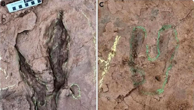 福建考古新發現 全球最大恐爪龍類足跡 命名「英良福建足跡」