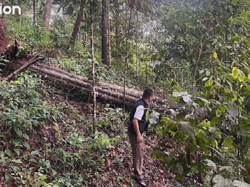 泰國清邁大樹壓毀飛索吊橋 一對中國夫婦被撞飛一死一傷