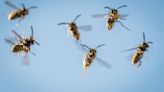 Was bei Wespen- und Mückenstichen hilft