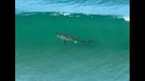 Great white sharks now a tourist attraction at San Diego beach