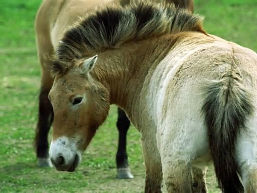 Zoos wildern Przewalski-Pferde in Kasachstan aus