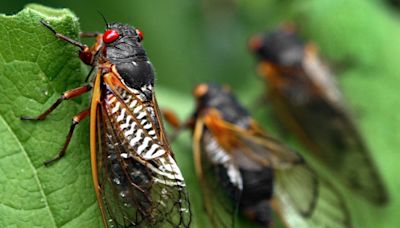 Billions of cicadas are invading the U.S. Should Californians be worried?
