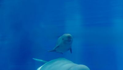 'Baby boom': SeaWorld San Antonio announces birth of dolphin, beluga whale