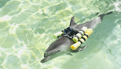 Watch: Baby dolphin defies all odds, survives broken jaw after SeaWorld rescue