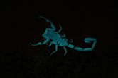 Night of the Scorpion