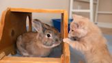 This Kitten Is Learning How To Use His Back Legs After Moving in With a Group of Bunnies