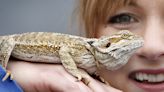 This popular reptilian pet is spreading salmonella in nine states: CDC