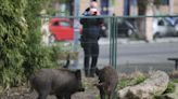 La necesidad de comida y agua empuja a animales salvajes a adentrarse en zonas urbanas