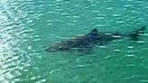 Huge shark spotted swimming into a harbour in Wales