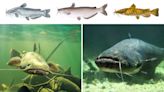 Types of Catfish