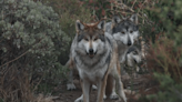 California Wolf Center in Julian transfers three endangered wolves to zoo in Chicago