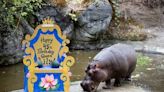 Woodland Park Zoo’s oldest hippo needs dental surgery