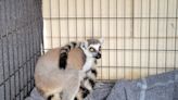 'Notorious' lemur roaming Aransas Pass captured by animal control