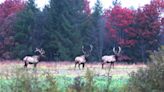 Afield: Pennsylvania is home to a healthy elk herd. Here’s a look at the hunting season