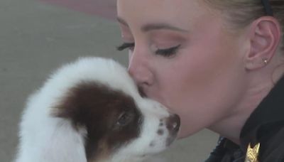 Eight puppies left for dead in triple-digit heat will soon be up for adoption