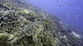 Les ONG européennes demandent un débat plus approfondi sur l'exploitation minière en eaux profondes