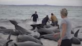 NO COMMENT: Decenas de ballenas piloto varadas en la costa occidental de Australia