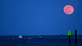 Springtime magic: Pink Moon blooms brightly in April sky