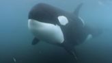 Orcas atacam e afundam veleiro no Estreito de Gibraltar