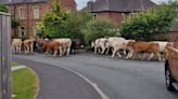 Herd of 45 escaped cows rampage down quiet Yorkshire street