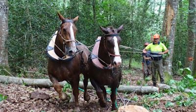 El proyecto Fortexval para generar biochar desarrolla en el Saja su primera prueba piloto con caballos de carga