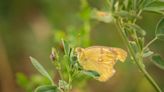 La planta medicinal que alivia la anemia y el colesterol