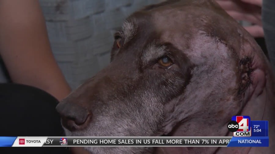 West Valley City resident speaks out after neighbor’s dogs attack, nearly kill her elderly dogs