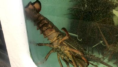 China to lift ban on Australian lobster imports by year-end, says PM