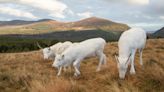 Rare white reindeer calves ready to help spread festive cheer