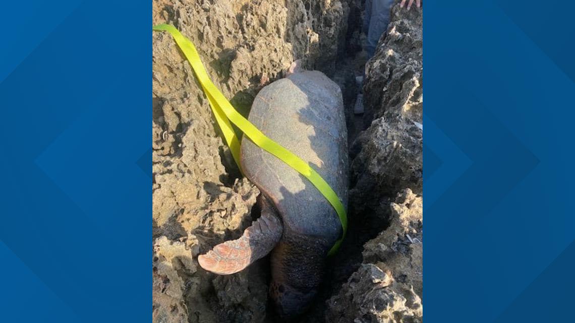 Trapped sea turtle rescued at South Florida beach