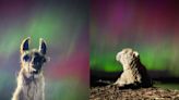 PHOTOS: Rescue sheep, Jim the llama enjoy Northern Lights