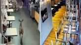 Deer stumbles into packed seafood restaurant in Virginia