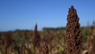 "Oportunidad de resignificarse": esperan un fuerte crecimiento en la superficie de sorgo para este año