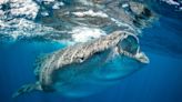 Study finds whale shark eating seagrass in first, making them world’s largest omnivores