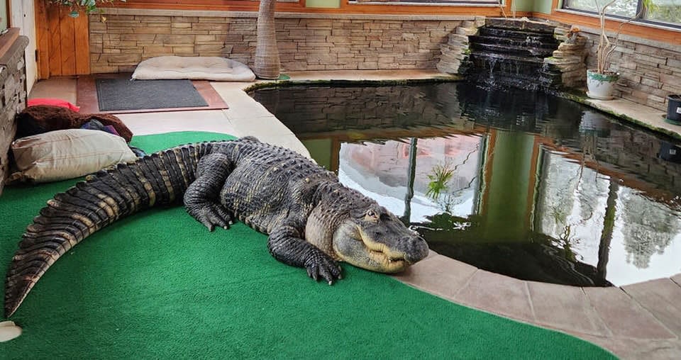 Celebrity alligator transplanted to Beaumont sanctuary