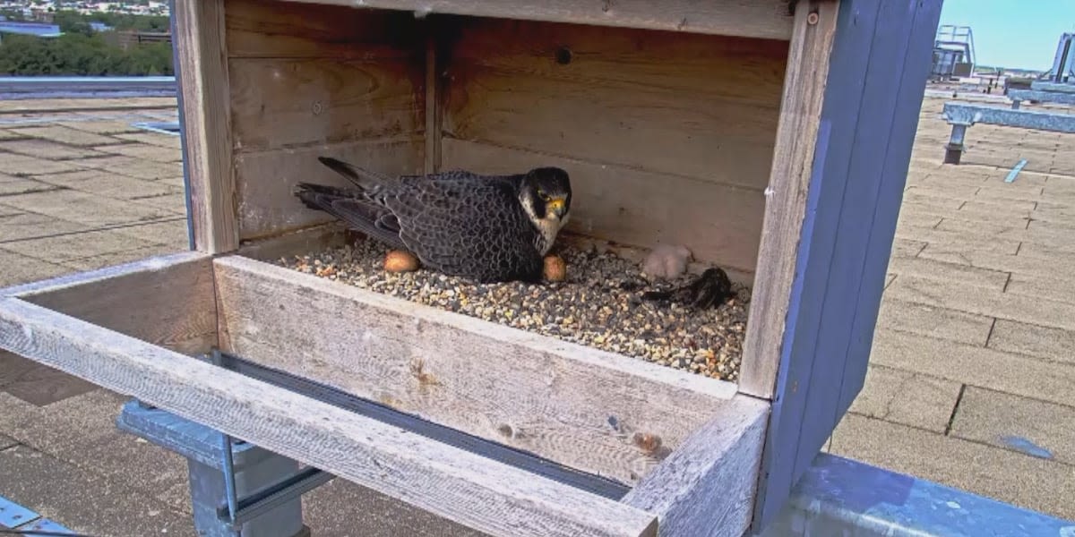 Happy Birthday! 1 of 4 Peregrine falcon eggs hatches at Spartan Stadium