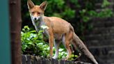 Is it illegal to feed foxes in your garden?