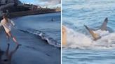 Seven foot shark found swimming near British tourist hotspot