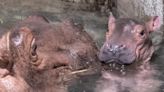 Cincinatti Zoo name contest for baby hippo draws over 90,000 suggestions