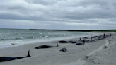 Pod of 77 beached Orkney whales were 'healthy' before mass stranding