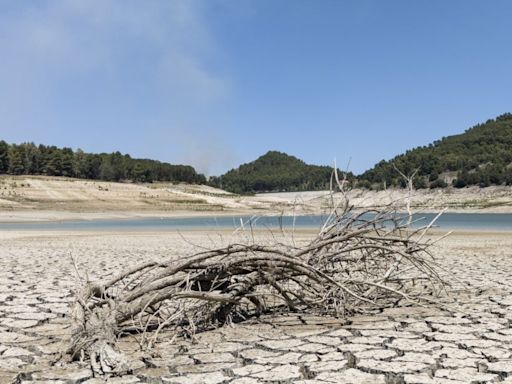 Sicilian goat breed under threat of extinction after prolonged drought