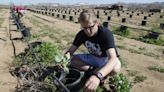 Squash 4 Friends hosts free produce giveaway, yard sale in Apple Valley