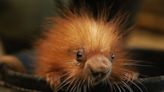 Porcupine Mother 'Prickles' Welcomes Baby Porcupette at New England Zoo