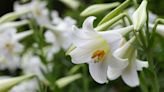 Your Guide To Growing and Caring for an Easter Lily