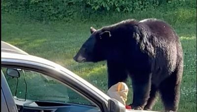 A bear followed hikers in N.H., and even bluff charged one of them - The Boston Globe