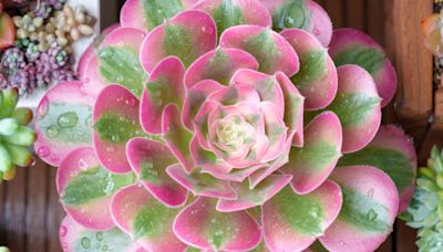 Pink Witch Succulents Are Going Viral for Their Showstopping Leaves—Experts Share How to Care for Them